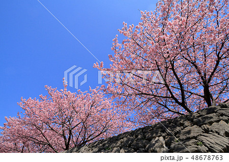 遊歩道の河津桜(君津市) 48678763