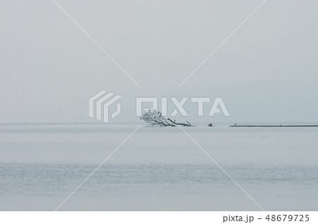 琵琶湖に立つ流木 琵琶湖に立つ流木 48679725
