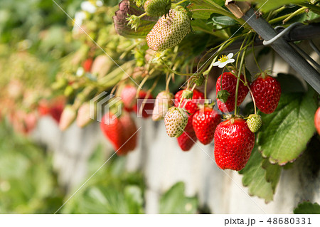 イチゴ 48680331