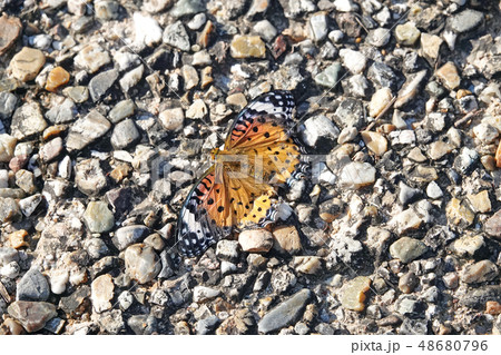 ツマグロヒョウモンのメス ツマグロヒョウモンのメス 48680796