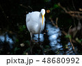 ダイサギ 48680992