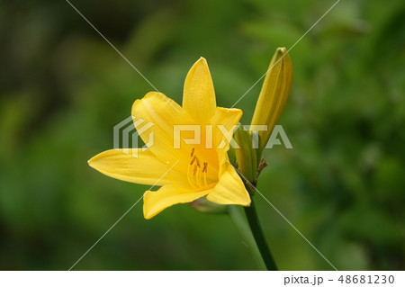 エゾカンゾウ（蝦夷甘草） 48681230