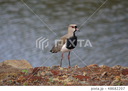 Bird 48682207