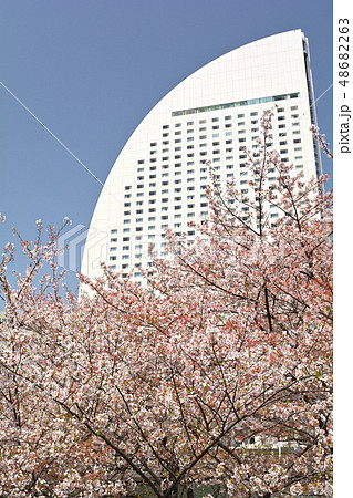横浜の桜 横浜の桜 48682263