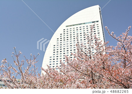 横浜の桜 横浜の桜 48682265