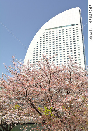 横浜の桜 横浜の桜 48682267