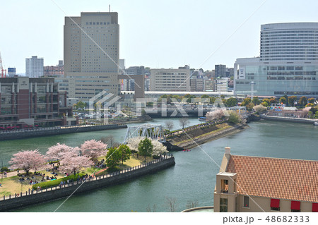 横浜の桜 48682333