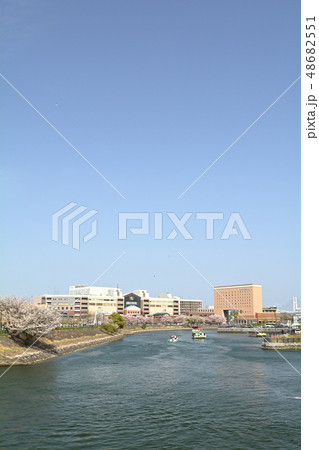 横浜の桜 48682551