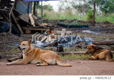 Three dogs lying on the side of a road in front of Three dogs lying on the side of a road in front of 48682612