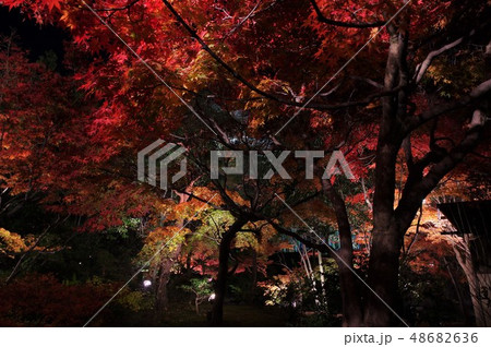 平成３０　白鳥庭園紅葉 48682636