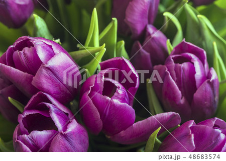 Spring Tulips Background. Close-up. Flat Lay 48683574