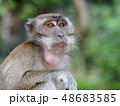 バトゥ洞窟のサル 48683585
