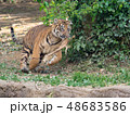 駆け回るスマトラトラの子ども 48683586