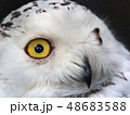 シロフクロウ 48683588