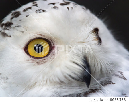 シロフクロウ 48683588