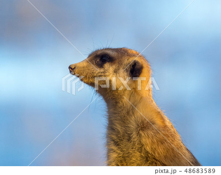 夕日に照らされるミーアキャット 48683589