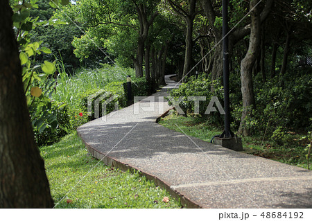 林 森 樹林 48684192