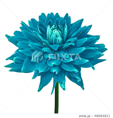 cerulean cyan dahlia flower isolated on a white cerulean cyan dahlia flower isolated on a white 48684821