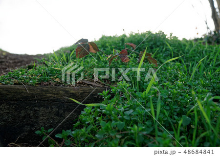 Wooden steps from log and moss, wooden stairs 48684841