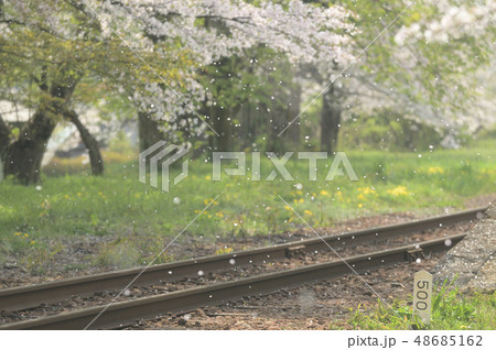桜吹雪舞うローカル鉄道 48685162