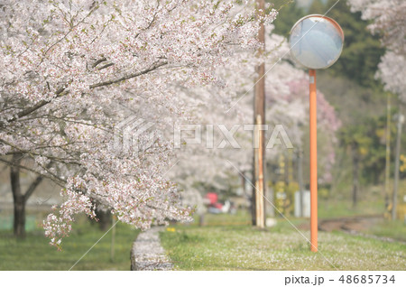 桜満開のローカル鉄道駅 48685734