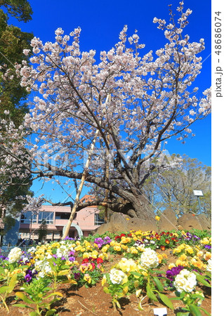 【神奈川県】大船フラワーセンターの玉縄桜 【神奈川県】大船フラワーセンターの玉縄桜 48686074