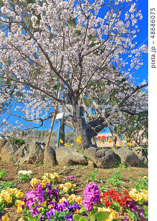 【神奈川県】大船フラワーセンターの玉縄桜 【神奈川県】大船フラワーセンターの玉縄桜 48686075