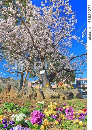 【神奈川県】大船フラワーセンターの玉縄桜 【神奈川県】大船フラワーセンターの玉縄桜 48686076