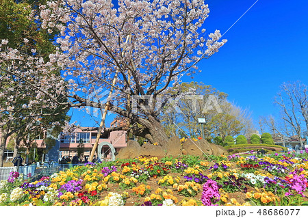 【神奈川県】大船フラワーセンターの玉縄桜 48686077