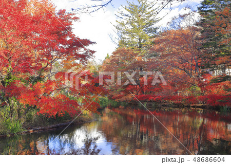 雲場池の紅葉 48686604