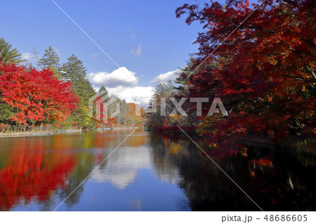 雲場池の紅葉 48686605