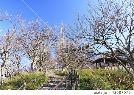 田浦梅園 48687079