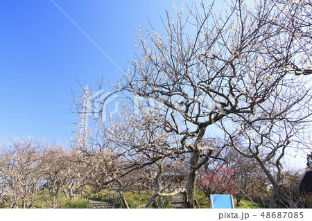 田浦梅園 田浦梅園 48687085