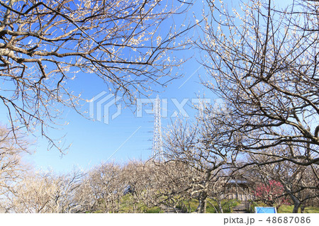 田浦梅園 田浦梅園 48687086