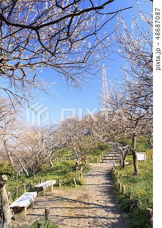田浦梅園 48687087