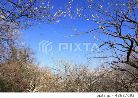 田浦梅園 48687092