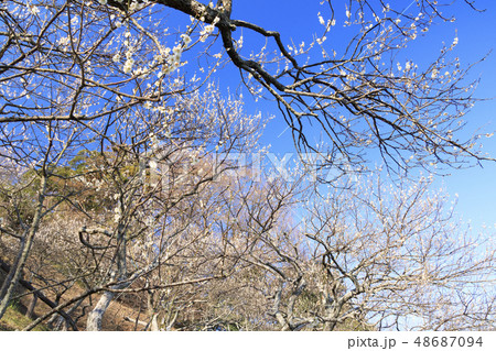 田浦梅園 48687094