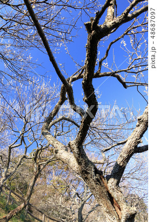 田浦梅園 田浦梅園 48687097