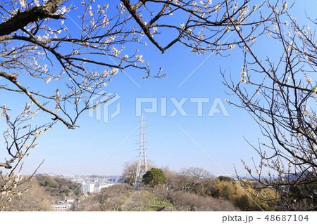 田浦梅園 48687104