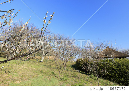 田浦梅園 48687172