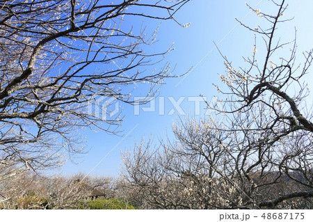 田浦梅園 48687175