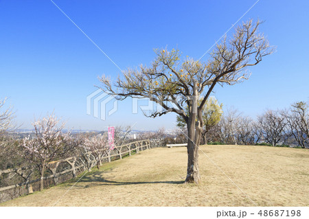 田浦梅園 48687198