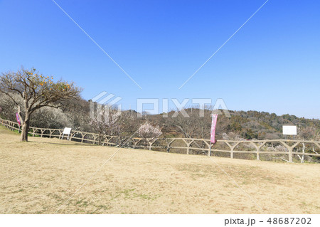 田浦梅園 田浦梅園 48687202