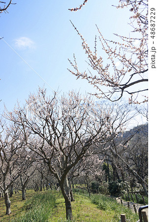 田浦梅園 田浦梅園 48687229
