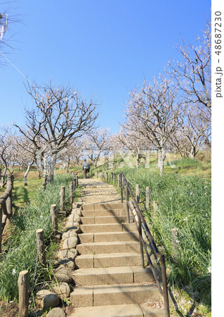 田浦梅園 田浦梅園 48687230