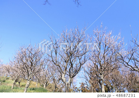 田浦梅園 田浦梅園 48687231