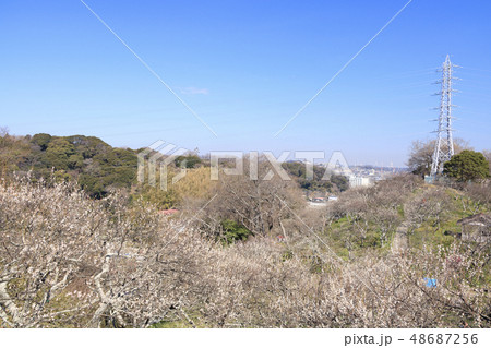 田浦梅園 48687256