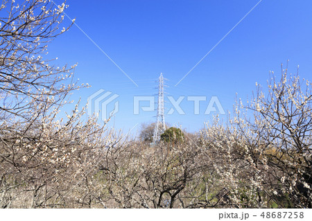 田浦梅園 48687258
