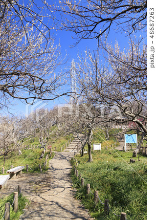田浦梅園 48687263
