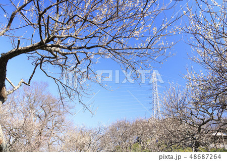 田浦梅園 48687264